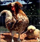 /album/galeria-de-fotos/polonesa%20carmur%c3%a7a-jpg/